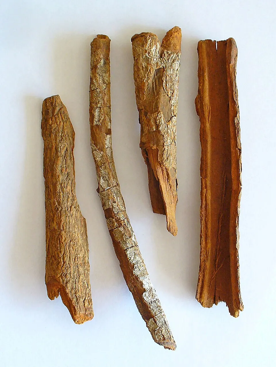 Corteza del árbol de quina (Cinchona officinalis), fuente de la quinina medicinal que salvó al Ejército Libertador.