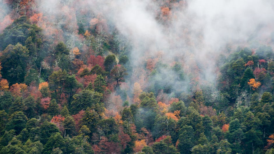Vista aérea de un bosque otoñal cubierto de niebla en San Martín de los Andes.
